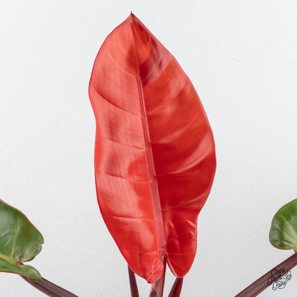 Philodendron 'Prince of Orange' Variegated (wk3-I)