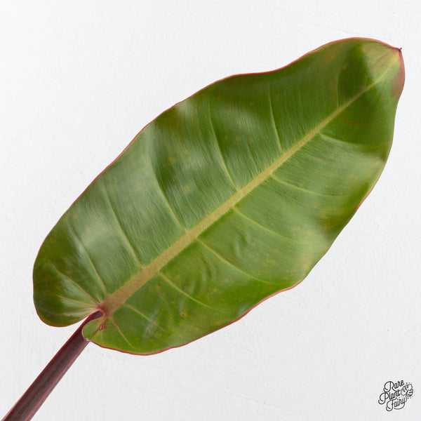 Philodendron 'Prince of Orange' Variegated (wk3-I)