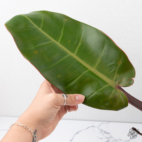 Philodendron 'Prince of Orange' Variegated (wk3-I)