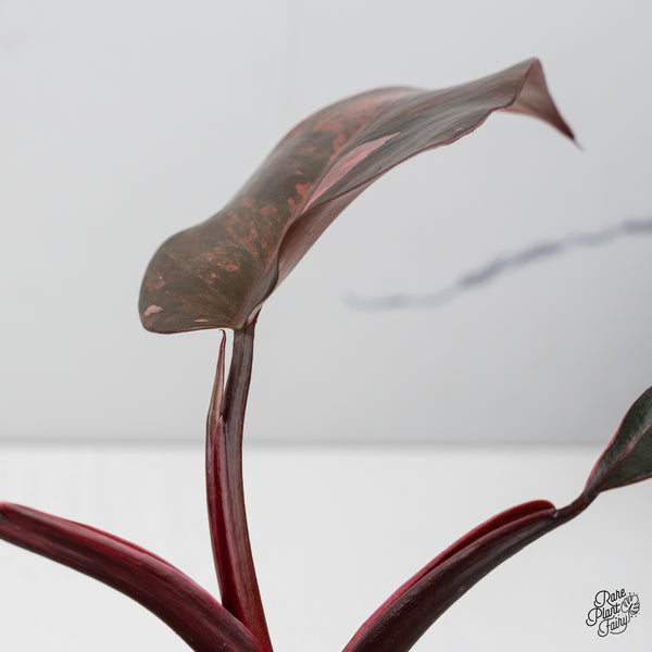 Philodendron 'Princess of Fire' (wk47-G)