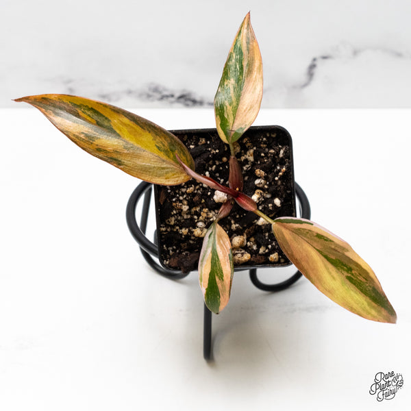 Philodendron 'Princess of Fire' (wk48-L)