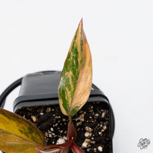 Philodendron 'Princess of Fire' (wk48-L)