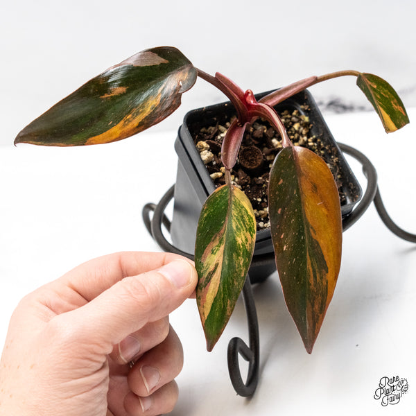 Philodendron 'Princess of Fire' (wk49-L)