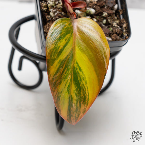 Philodendron 'Princess of Fire' (wk51-N)