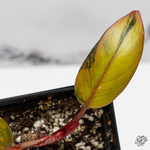 Philodendron 'Princess of Fire' (wk51-N)