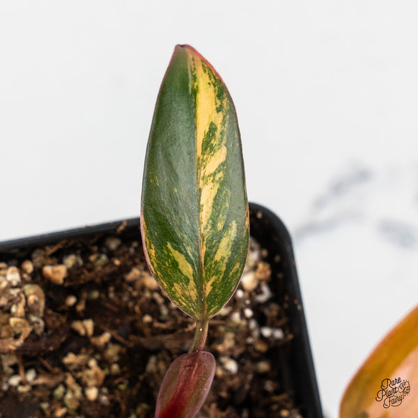 Philodendron 'Princess of Fire' (wk52-A)