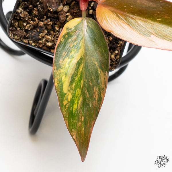 Philodendron 'Princess of Fire' (wk1-B)