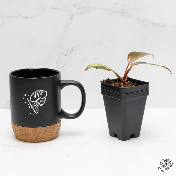 Philodendron 'Princess of Fire' (wk1-B)