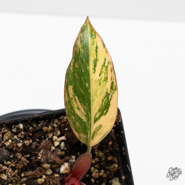 Philodendron 'Princess of Fire' (wk1-B)