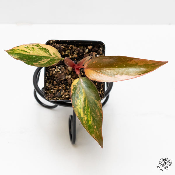 Philodendron 'Princess of Fire' (wk1-B)