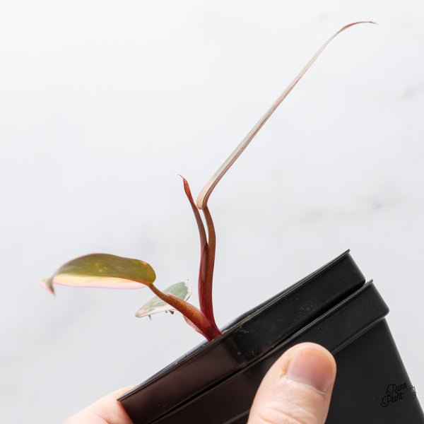 Philodendron 'Princess of Fire' (wk2-D)