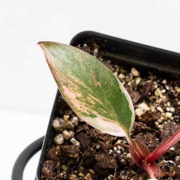 Philodendron 'Princess of Fire' (wk2-D)