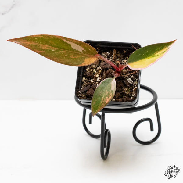 Philodendron 'Princess of Fire' (wk2-D)