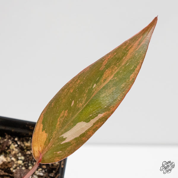 Philodendron 'Princess of Fire' (wk2-D)