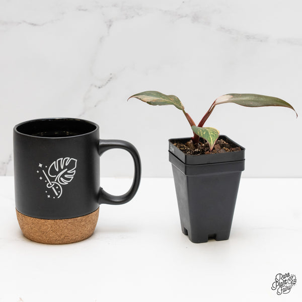 Philodendron 'Princess of Fire' (wk3-M)