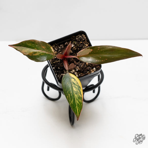 Philodendron 'Princess of Fire' (wk3-M)