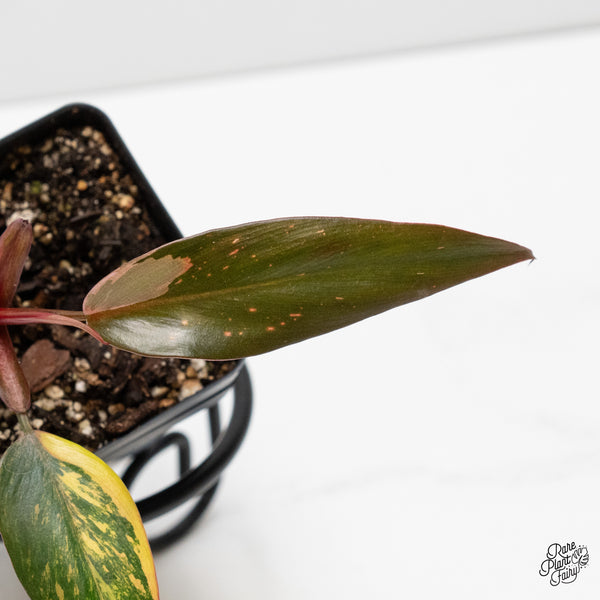 Philodendron 'Princess of Fire' (wk3-M)