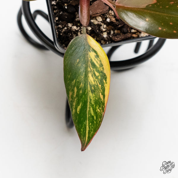 Philodendron 'Princess of Fire' (wk3-M)