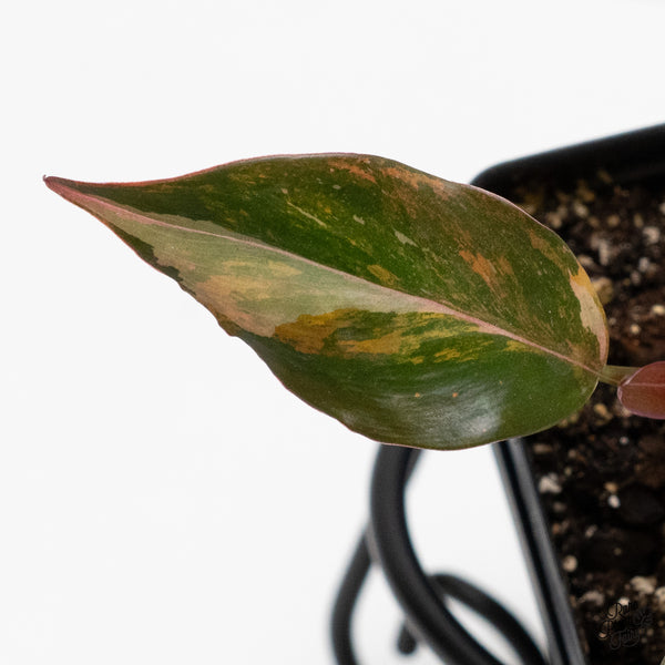 Philodendron 'Princess of Fire' (wk3-M)