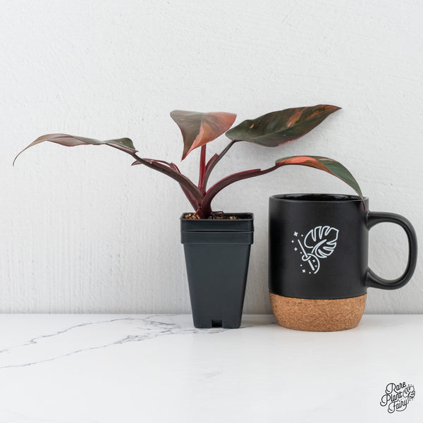 Philodendron 'Princess of Fire' (wk4-G)