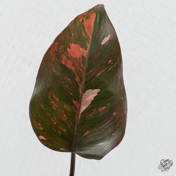 Philodendron 'Princess of Fire' (wk4-G)