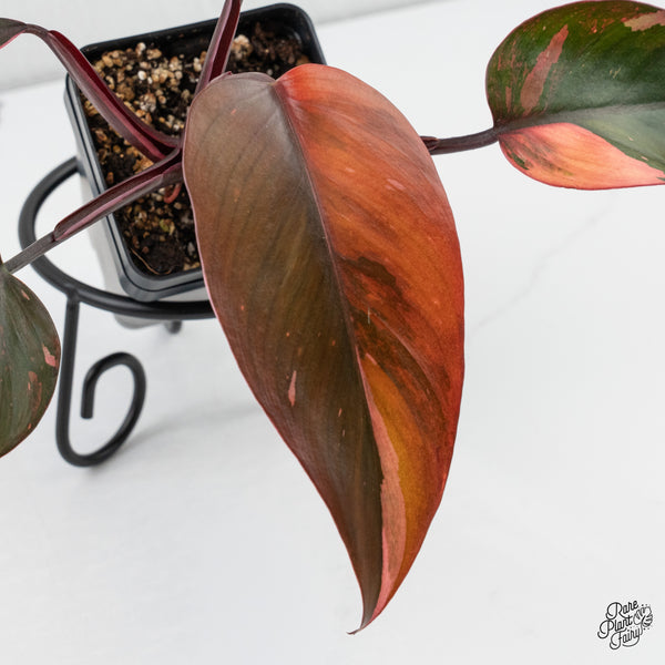 Philodendron 'Princess of Fire' (wk4-G)