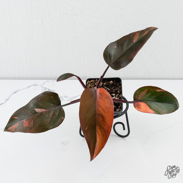 Philodendron 'Princess of Fire' (wk4-G)