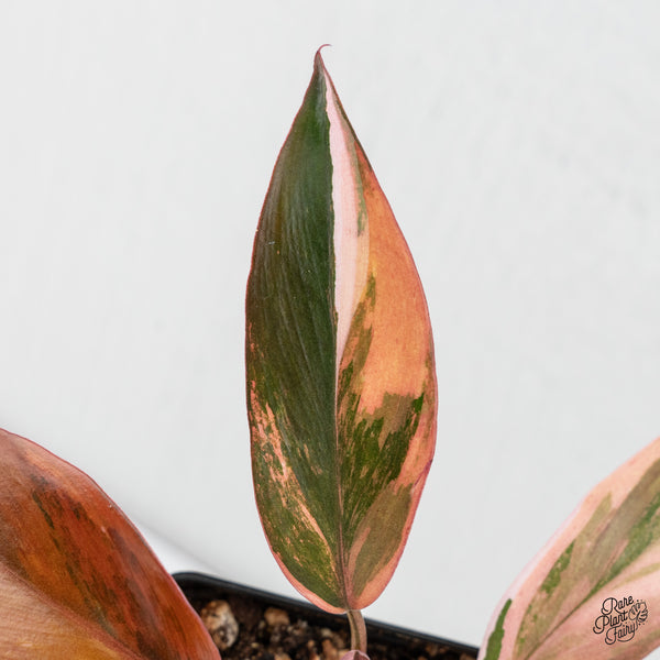 Philodendron 'Princess of Fire' (wk4-H)