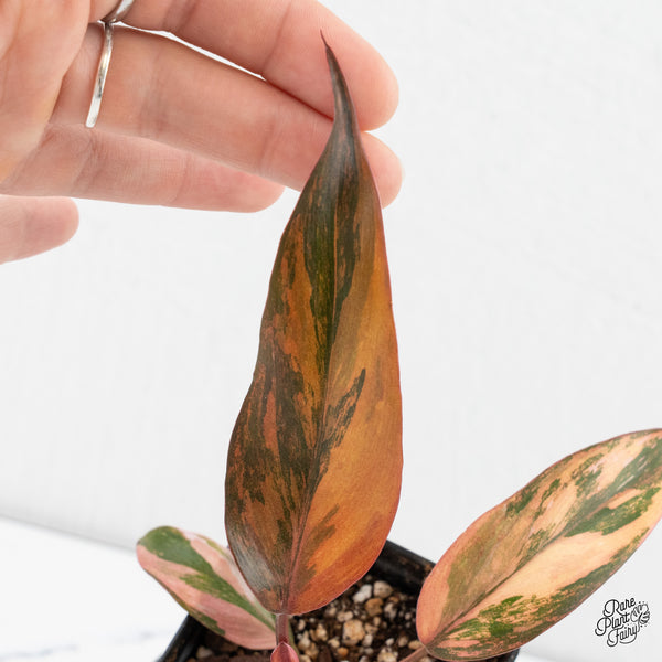 Philodendron 'Princess of Fire' (wk4-H)