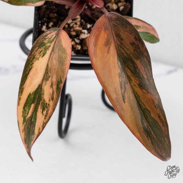 Philodendron 'Princess of Fire' (wk4-H)