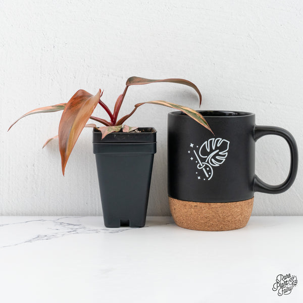 Philodendron 'Princess of Fire' (wk4-H)