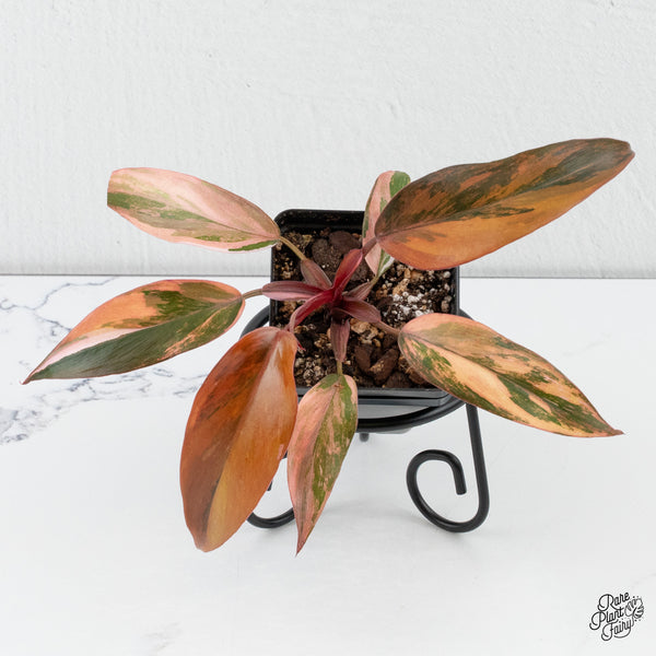 Philodendron 'Princess of Fire' (wk4-H)