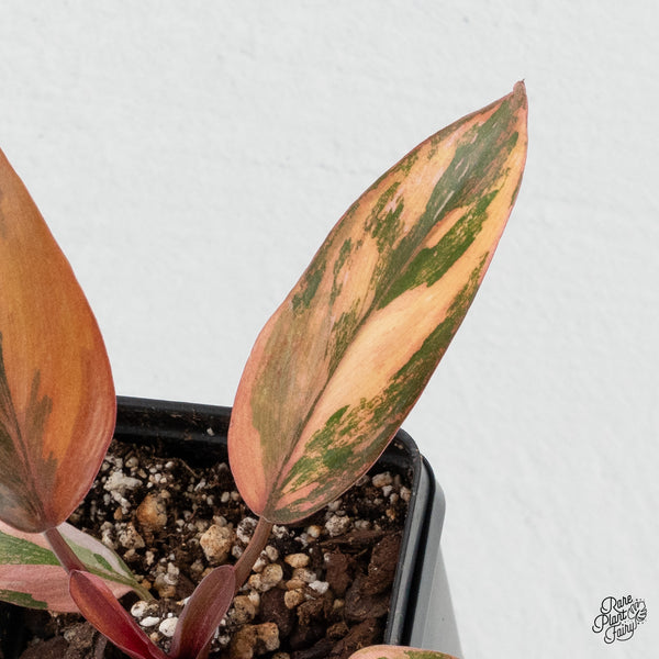 Philodendron 'Princess of Fire' (wk4-H)