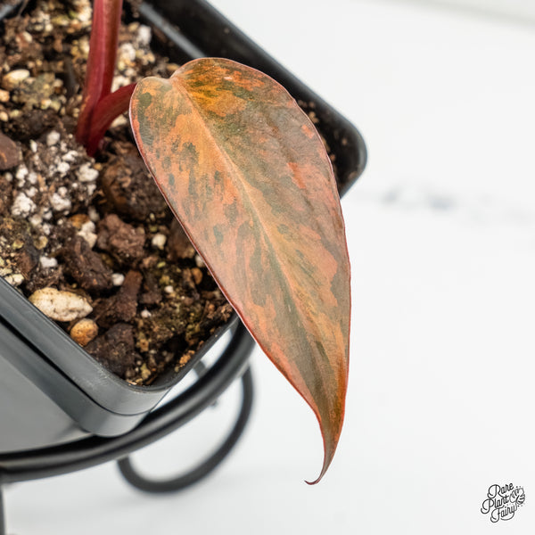 Philodendron 'Princess of Fire' (w6-B)