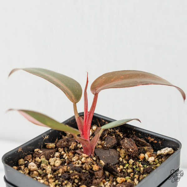 Philodendron 'Princess of Fire' (w6-C)