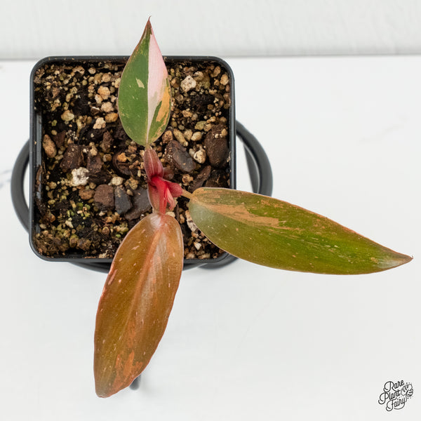 Philodendron 'Princess of Fire' (w6-C)