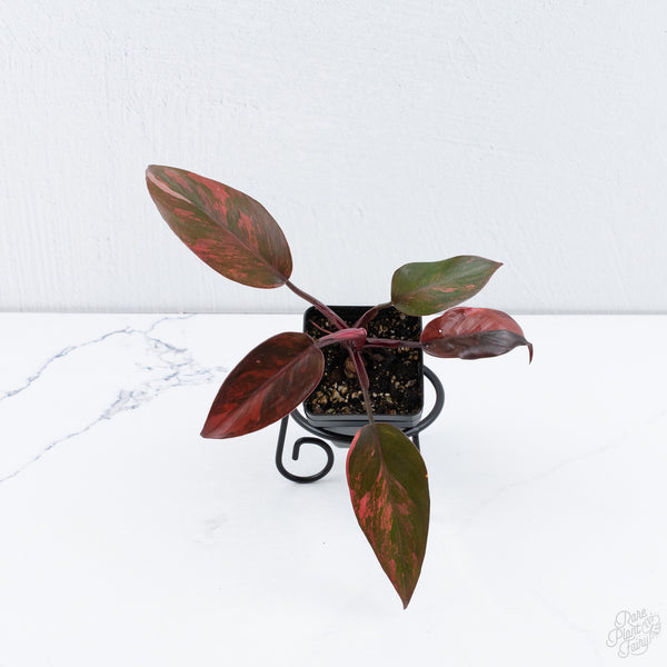 Philodendron 'Princess of Fire' (wk10-P)