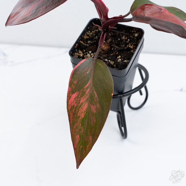 Philodendron 'Princess of Fire' (wk10-P)