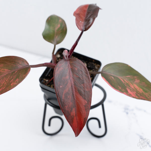 Philodendron 'Princess of Fire' (wk10-P)