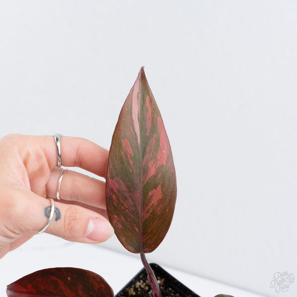 Philodendron 'Princess of Fire' (wk10-P)