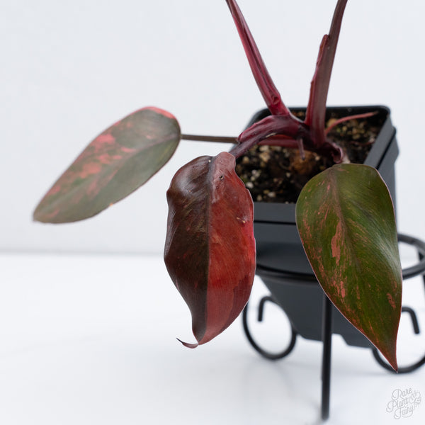 Philodendron 'Princess of Fire' (wk10-P)