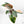 Philodendron 'Red Congo' Variegated (wk20-UA)