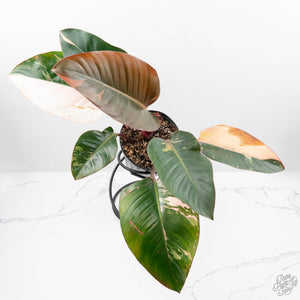 Philodendron 'Red Congo' Variegated (wk20-UA)
