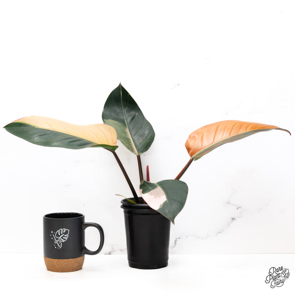 Philodendron 'Red Congo' Variegated (wk42-A)