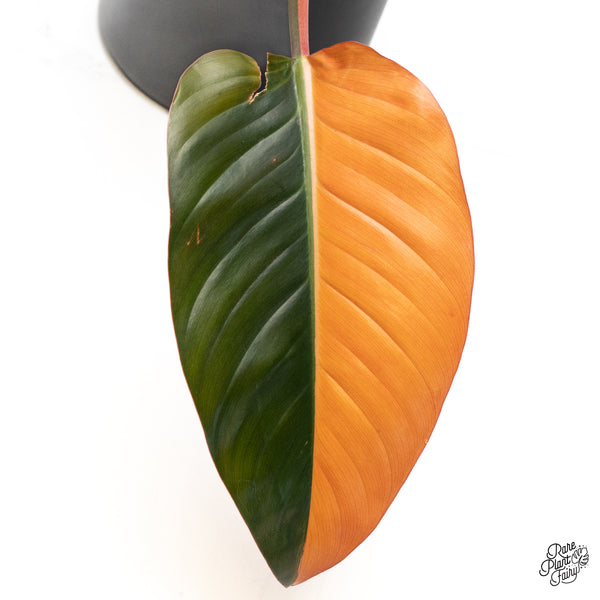 Philodendron 'Red Congo' Variegated (wk42-A)