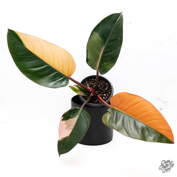 Philodendron 'Red Congo' Variegated (wk42-A)