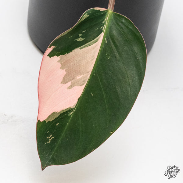 Philodendron 'Red Congo' Variegated (wk42-A)