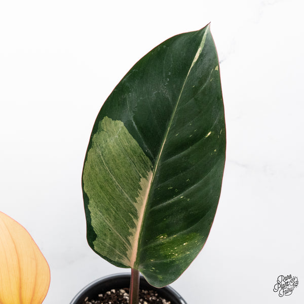 Philodendron 'Red Congo' Variegated (wk42-A)
