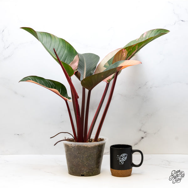 Philodendron 'Red Congo' Variegated (wk45-L) *XL*