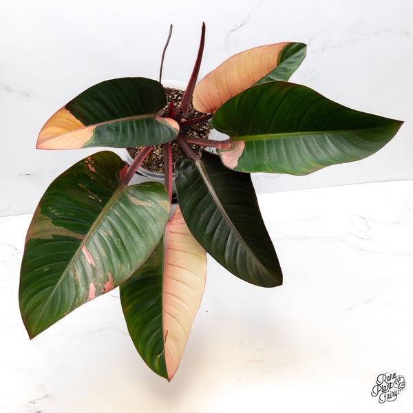 Philodendron 'Red Congo' Variegated (wk45-L) *XL*